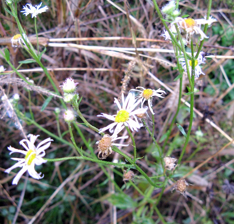 Erigeron annuus?